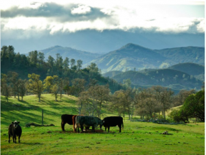 Cows pasture_image by Loren Kerns_flickr