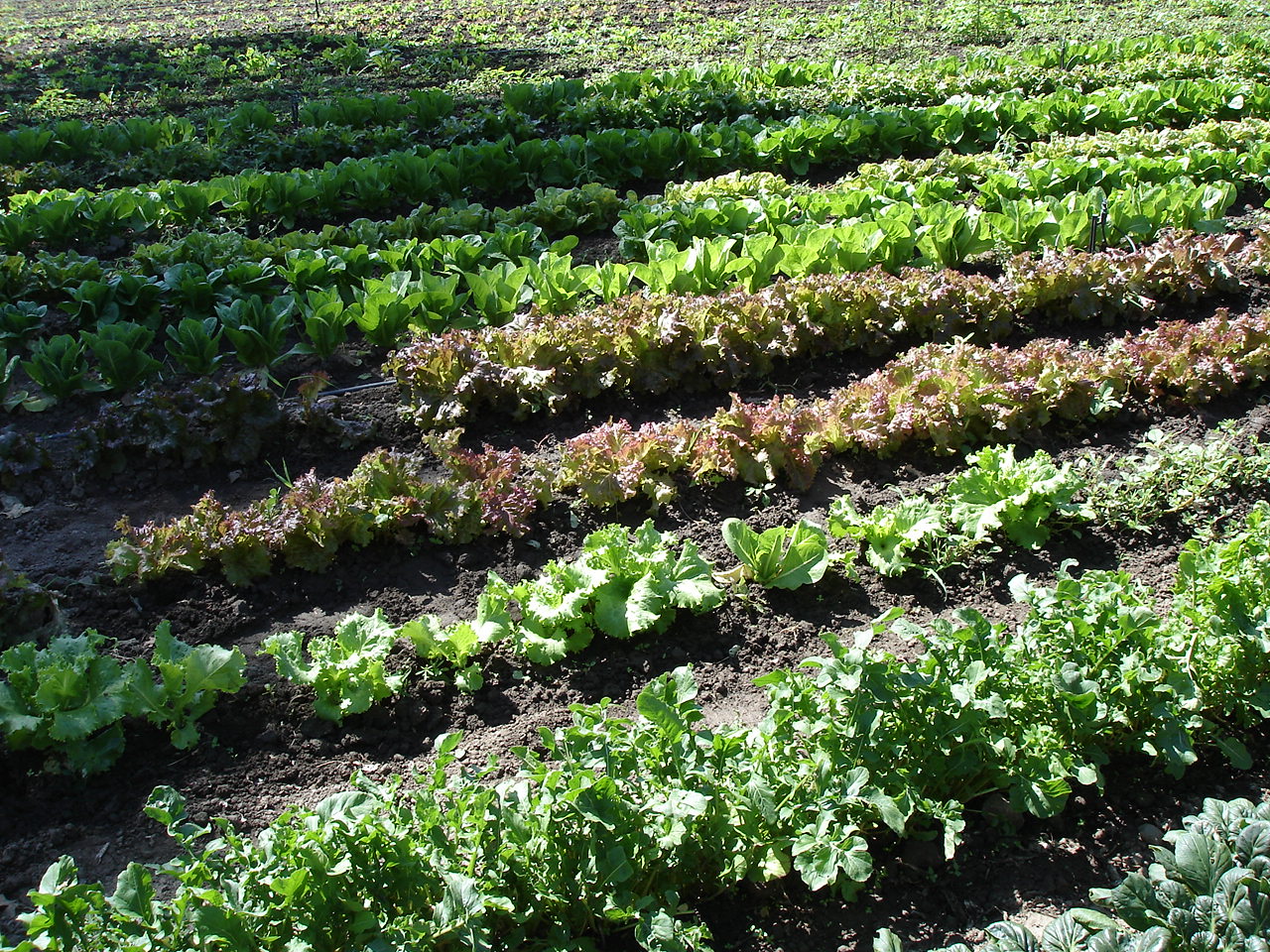 Ep30 4 Minutes On Healthy Food & Farming Roots of Change