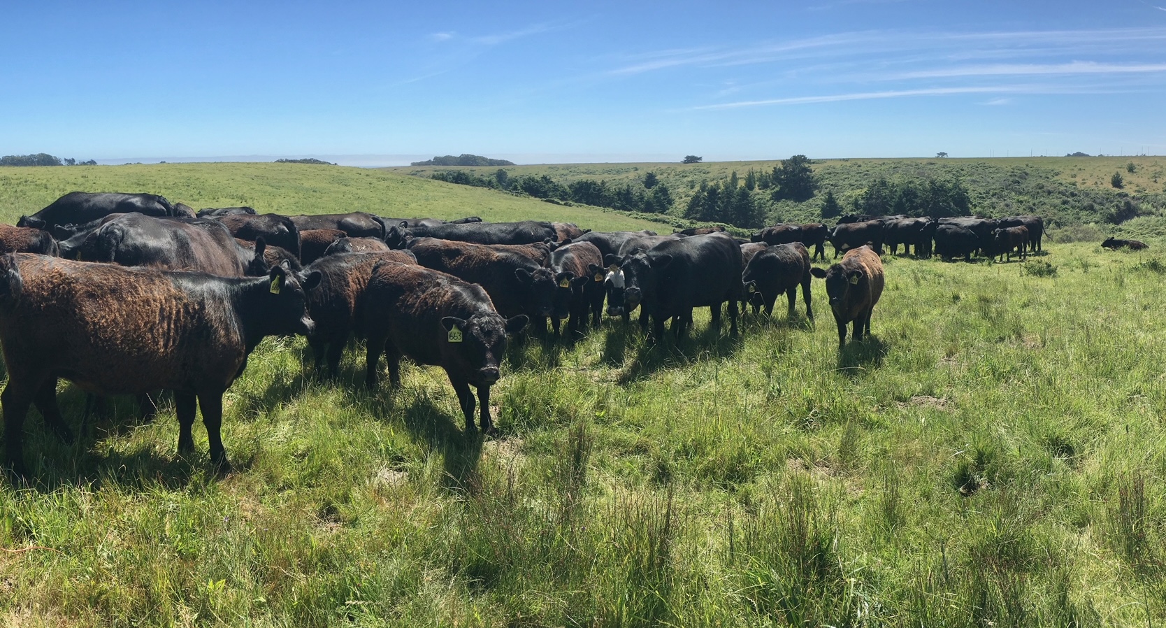 Transformation of California’s Local Meat Systems - Roots of Change