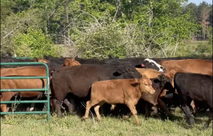 What Five Days in the South of Our Nation Brought to Mind