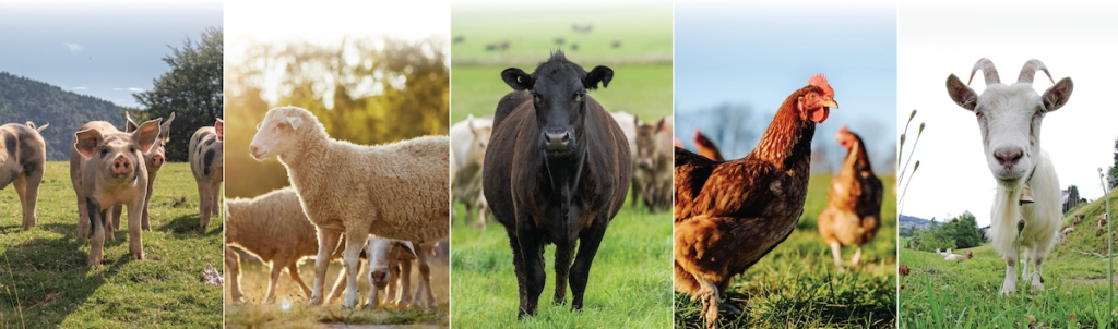 Regenerative Meat Purchasing Directory